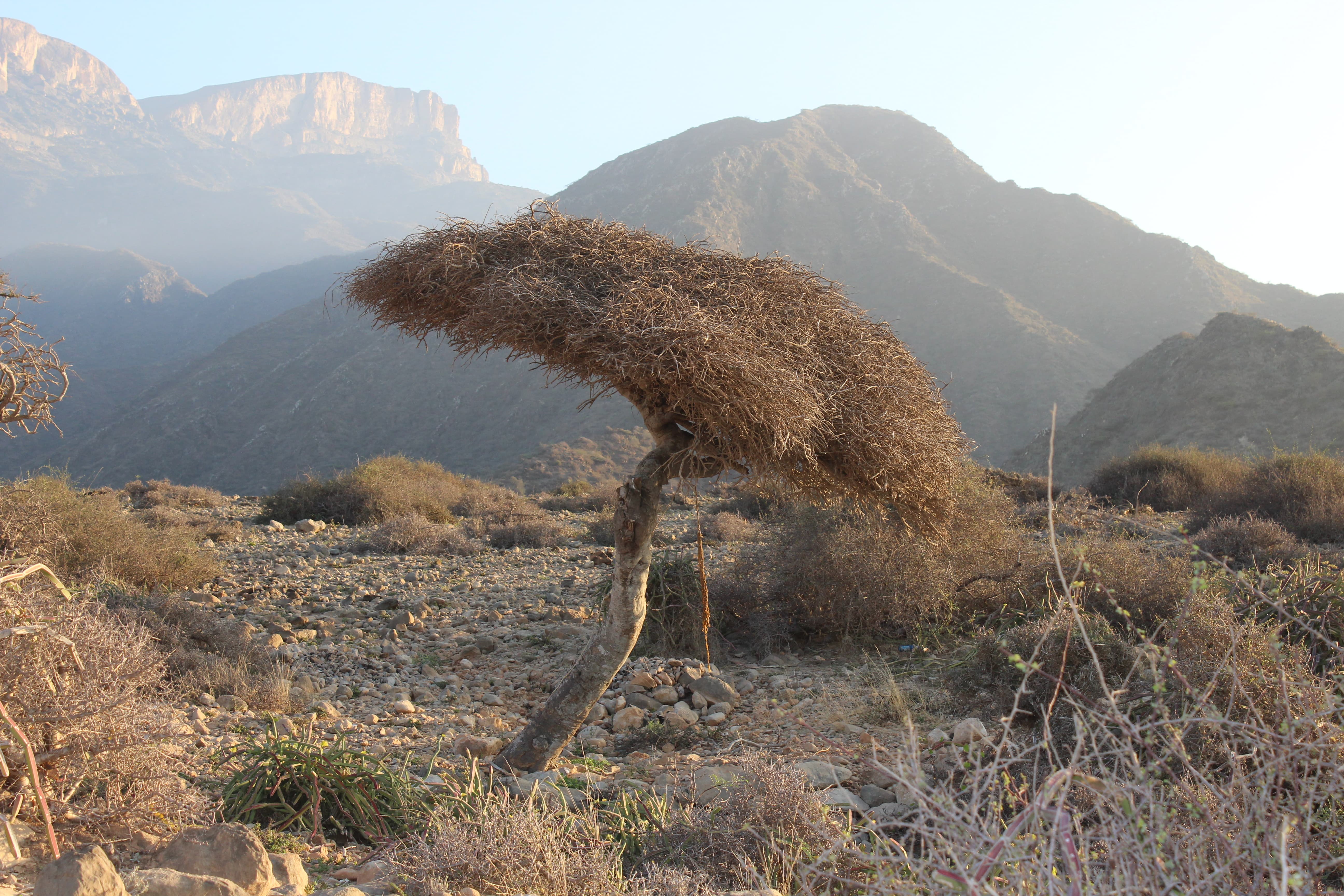 Plant Image